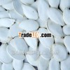 White Pumpkin Seeds