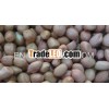 ROUND PEANUT KERNEL OF 50/60