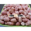 JAVA GROUNDNUT SUPPLIER FROM INDIA