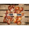 good quality 2012 chestnut