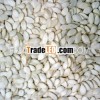 white pumpkin seeds