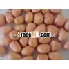 PEANUT EXPORTER