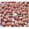 GROUNDNUT BOLD NEW CROP