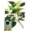 Eucalyptus Oil