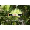 Pure Tea Tree Oil