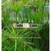 Puer Nagarmotha Essential Oil