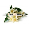JASMINE GRADIFLORUM ABSOLUTE