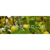 Marula Oil