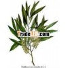 Reasonable Price & 100% Pure Tea Tree Oil