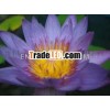 BLUE LOTUS ABSOLUTE