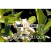 PETITGRAIN OIL 100% PURE