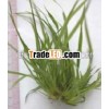 VETIVER OIL(SOUTH INDIA) PURE
