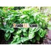 BASIL OIL 100% PURE