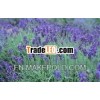100% Natural Lavender Oil