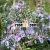 Indian Exporter of Rosemary Oil