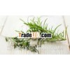 Exporter's of Pure Organic Rosemary Oil