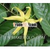 Pure Ylang Ylang Oil