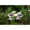 Tea Tree Oil