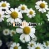Approved Distillers of Pure Chamomile Oil