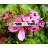 Rose Geranium Oil/Pure Rose Geranium Oil/Natural Rose Geranium Oil