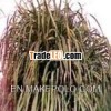 Indian Essential Oils