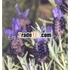 Pure Essential Lavender Oil