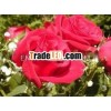 Indian Rose Oil/Rose Oil India/Pure Indian Rose Oil/Natural Rose Oil