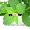 Peppermint essential oil