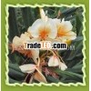 Hedychium Essential Oil
