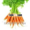 100% Pure Carrot Essential Oil
