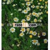 Organic & Certified Roman Chamomile Oil
