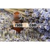 Lavender Fragrance Essential oil