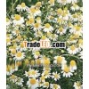 Pure German / Blue Chamomile Essential Oil