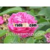 100% Absolute Rose Oil