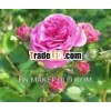 Pure Rose Oil - Rosa Damscena