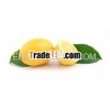 LEMON ESSENTIAL OIL/PURE LEMON OIL/NATURAL LEMON OIL