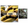 Cardamom Oil Pure
