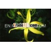 YLANG YLANG OIL(Cananga) PURE