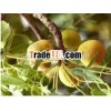 High Quality Marula Oil GMP/ ISO