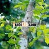 SANDALWOOD OIL