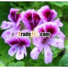 ROSE GERANIUM OIL PURE