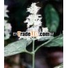 Patchouli Oil