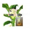 Calamus Oil