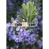 Rosemary Oil for Acne Treatment