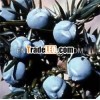 Retail Juniper Berry Essential Oil - Retail Packing 10ml,  25 ml,  100 ml,  500 ml,  1 kg