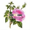 Rose Absolute