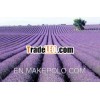 Indian Origin 100% pure and natural Lavender Oil