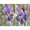 LAVENDER OIL 100% PURE