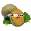 100% Pure & Natural Musk Melon Seed Essential Oil Suppliers From India