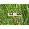 Pure Vetiver Oil
